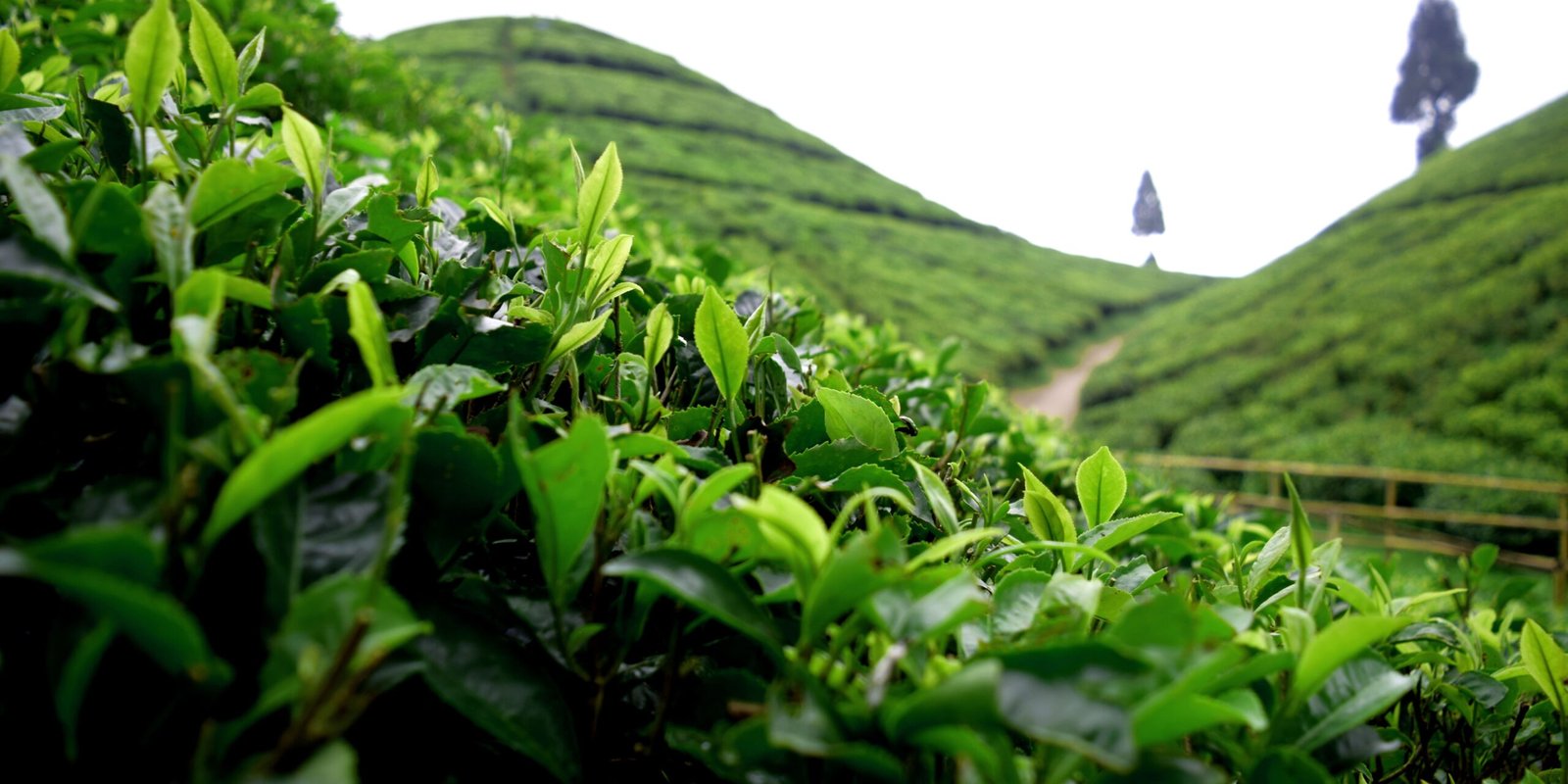 _go golden website (25)