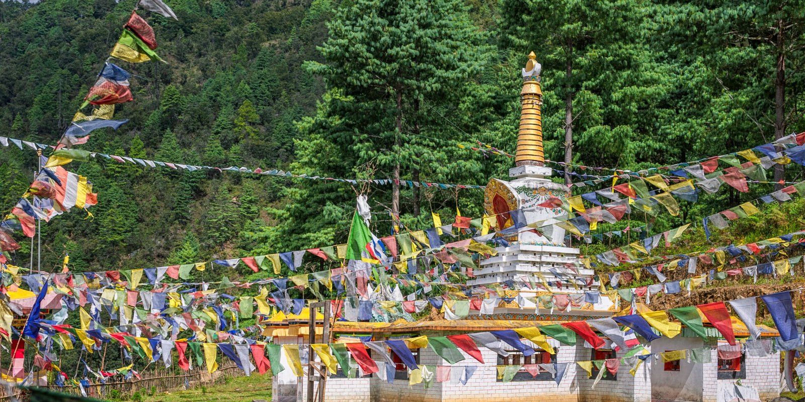 _go golden website (84)