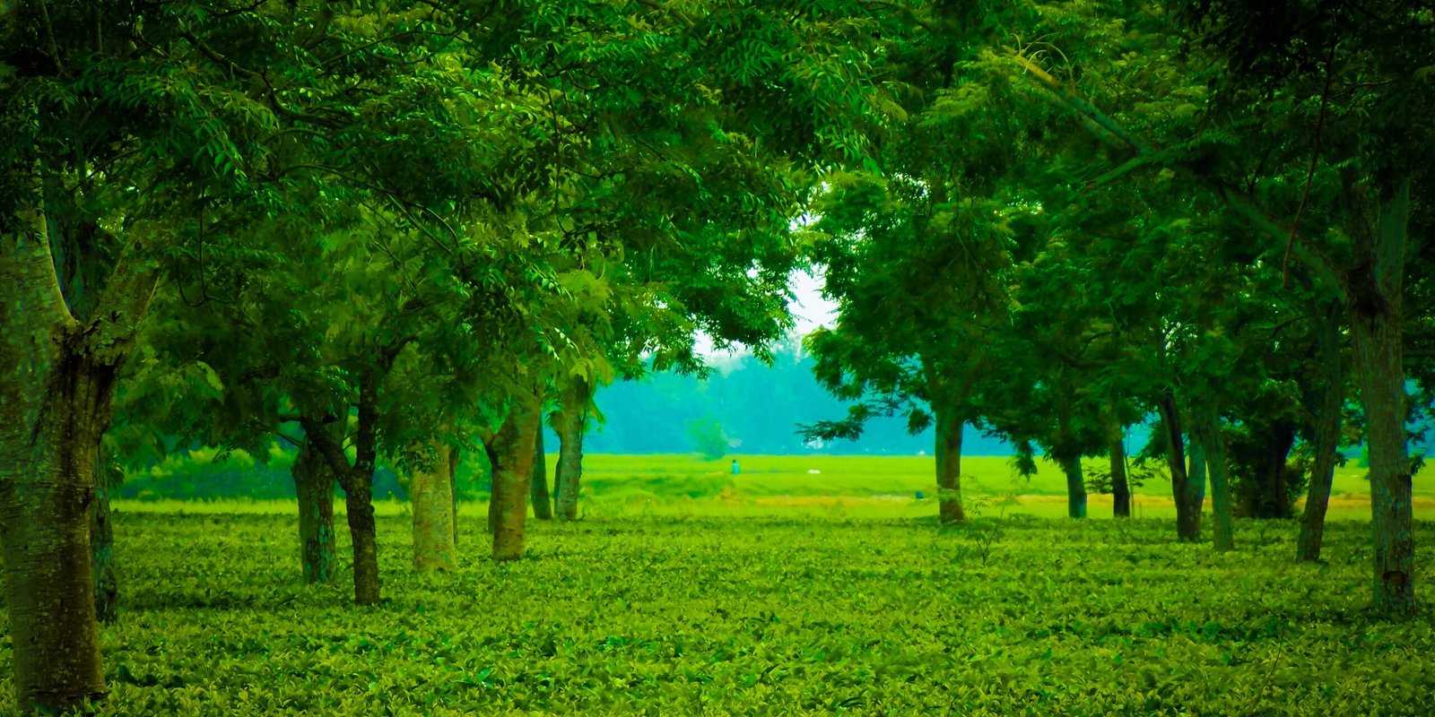 _go golden website (86)