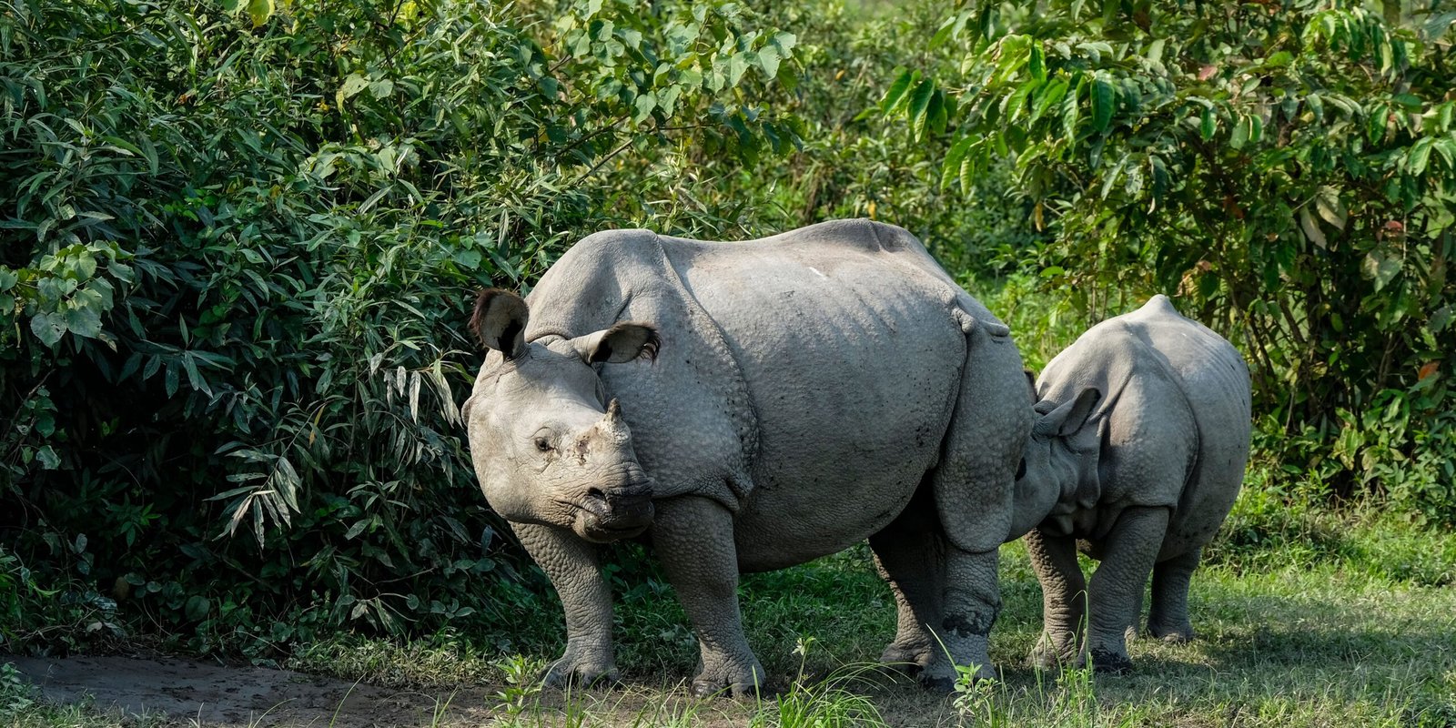 Assam Wildlife Safari Guide: Kaziranga National Park & Beyond