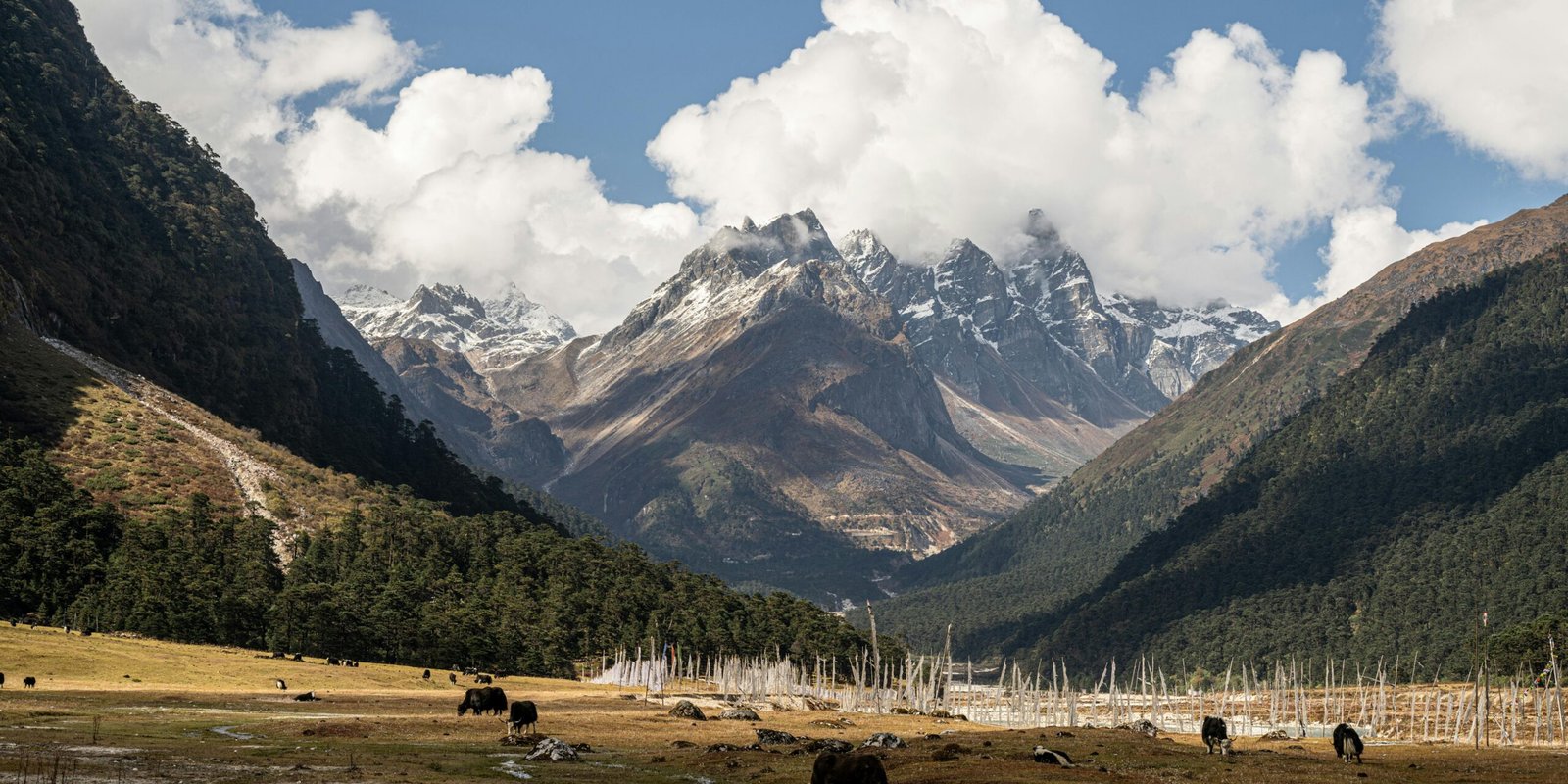 _go golden website (9)