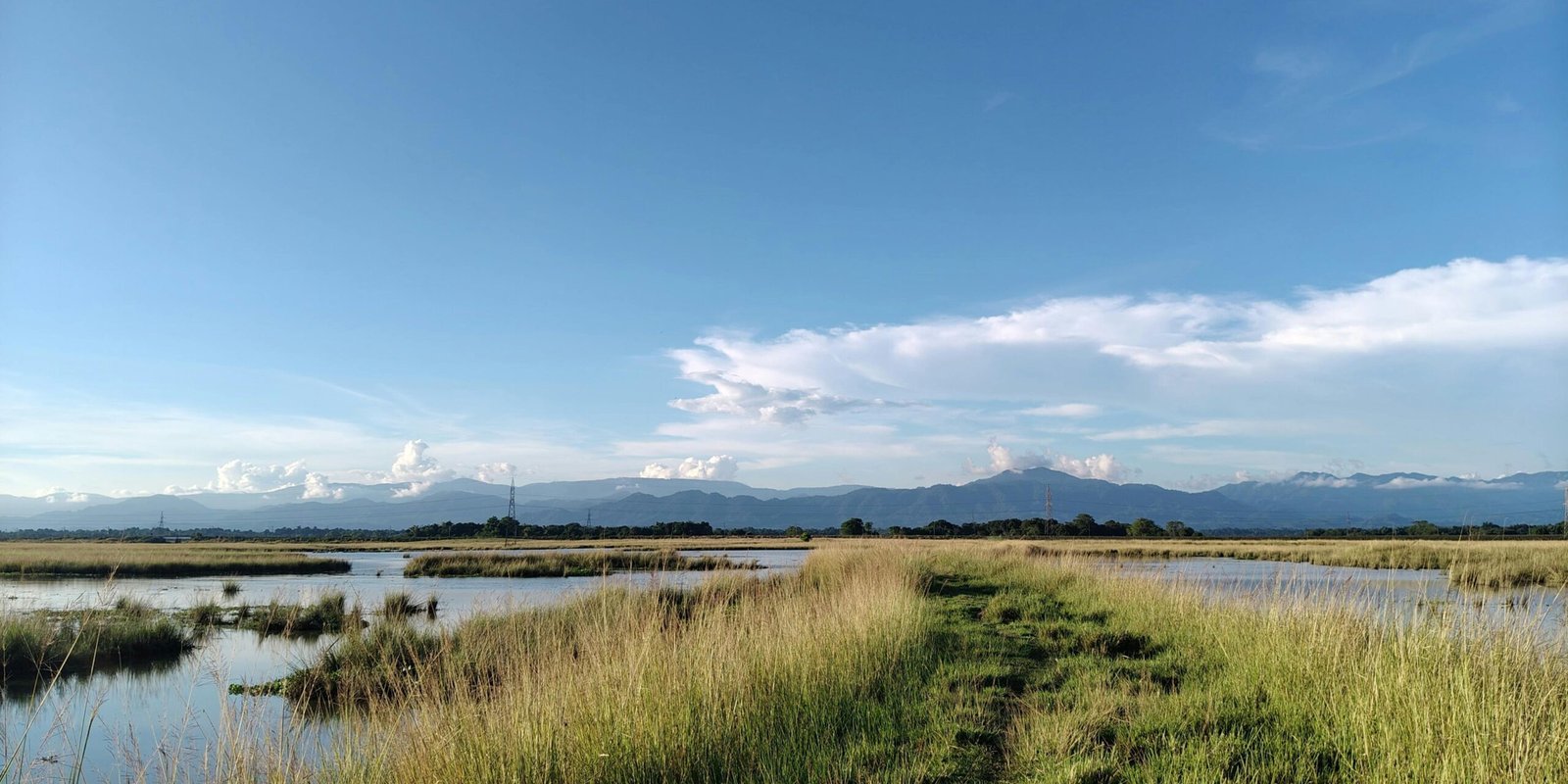 _go golden website (91)